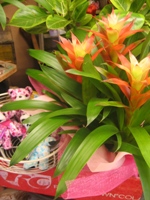 �a�����v���[���g�@�ԁ@�ޏ��@��e�@������