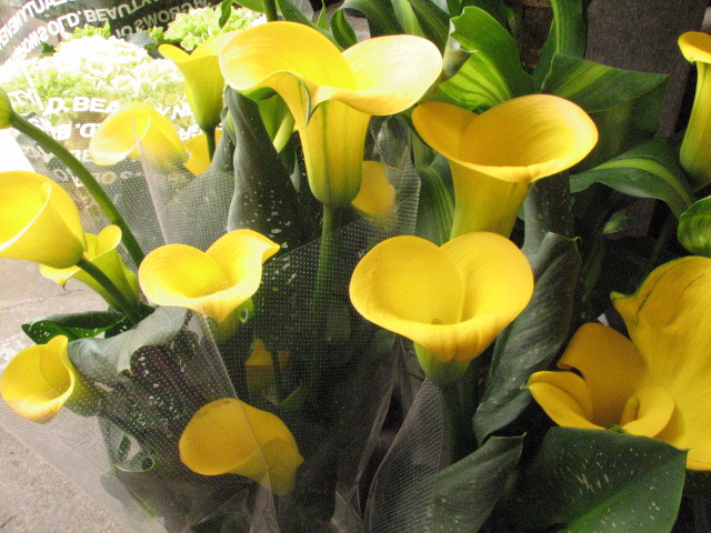 カラーの鉢植え 母の日用フラワーギフト 黄色い花 お母さんへのプレゼント