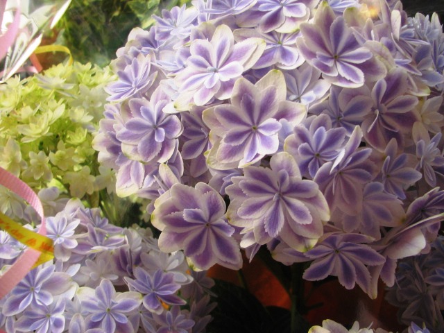 あじさい 鉢植え 母の日 プレゼント 花 アジサイ ブルー系 プロにおまかせ 今年1番きれいな アジサイを選りすぐり